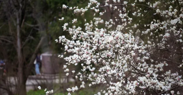 Прогноз на 4–5 квітня в Україні, без значних опадів до +18°