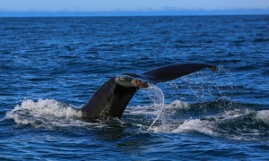 В США проведут дебаты по поводу отмены медпрограмы Obamacare