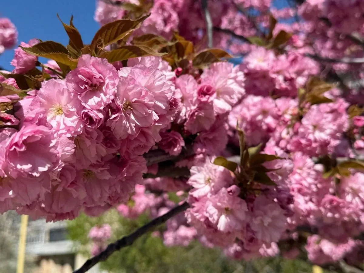 В Ужгороді розквітають сакури, сезон почався раніше (фото)