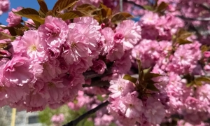 В Україні призупинять видачу водійських прав