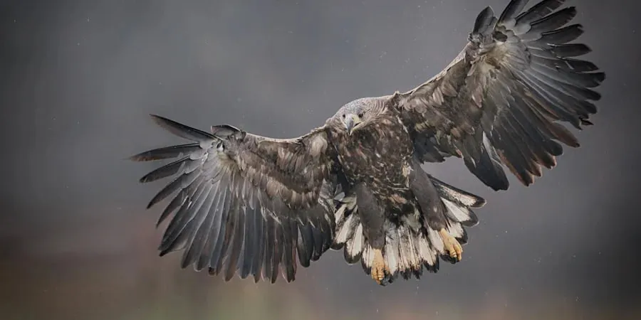 В Англії вперше за 240 років зафіксували гніздування орланів-білохвостів