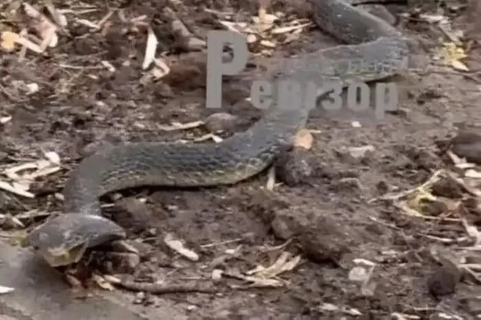 По вулицях Броварів повзає кобра (відео)