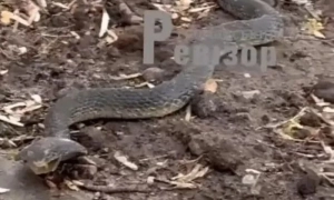 Кулеба закликав Захід терміново надати зброю Україні