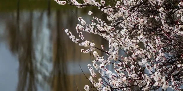 Синоптики попередили про заморозки в Україні 12 та 13 квітня