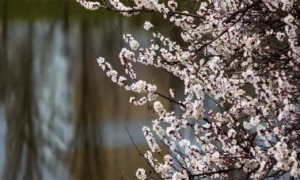 Геологи на Закарпатті знайшли золото