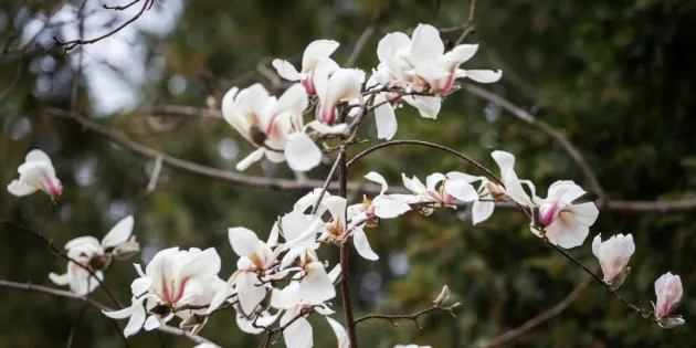 Погода в Україні 14 квітня, переважно без опадів, до +16°