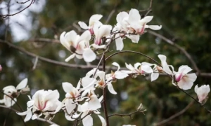 Зеленський вшанував пам'ять героїв Небесної сотні