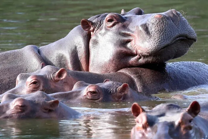 У Колумбії планують знищити бегемотів Ескобара через загрозу —  The Guardian