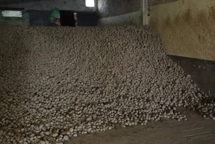 В Бельгии фермеры бесплатно раздают картофель — в чём причина