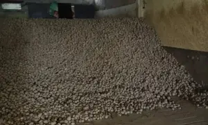 Подоляк рассказал, что разрушит Китай при передаче оружия россии