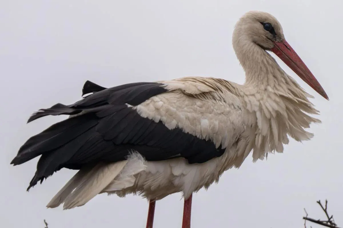 Польська лелека оселилася в Україні після міграцій до Африки