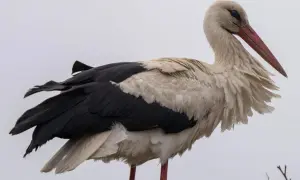 Польська лелека оселилася в Україні після міграцій до Африки