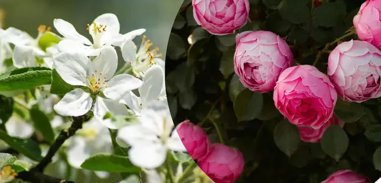 У квітні потрібно обрізати 5 видів рослин, поради садівникам