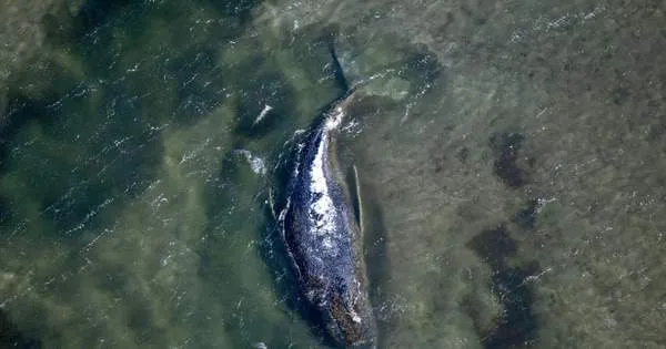 В Германии в очередной раз пытаются спасти кита, застрявшего на мели