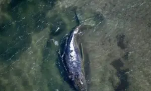 У Криму відкрили понад 1700 справ за “дискредитацію армії РФ”