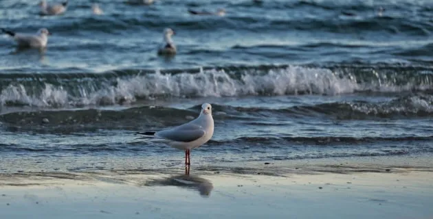Торік температура морської поверхні в Європі стала рекордною — кліматологи