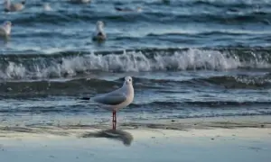 Шеф Пентагону назвав зразкових союзників США і попередив інших — Bloomberg