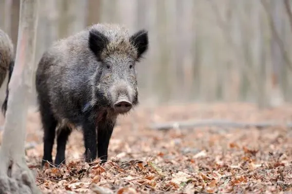 An outbreak of African swine fever has been detected in wild boars in the Vinnytsia region