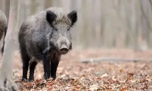 У Зеленского резко отреагировали на идею ООН снять с россии санкции