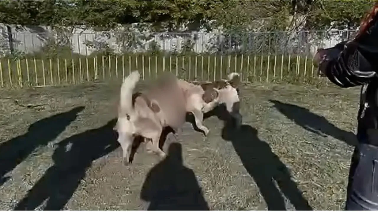 Authorities in Dnipropetrovsk Oblast are investigating reports of possible dogfighting