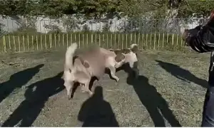 The mother of a captured Azovstal defender was killed in a traffic accident in Kharkiv