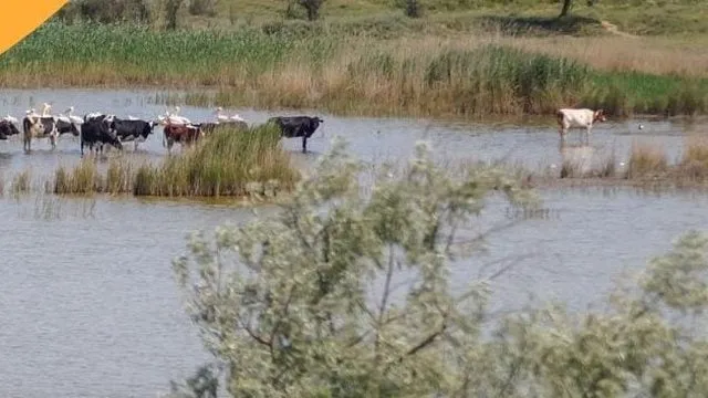 Мінекономіки готує примусове наповнення придунайських озер через маловоддя