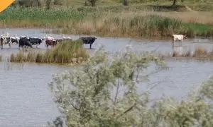 СБУ встановила 15 колаборантів, які готують для кремля нові вибори