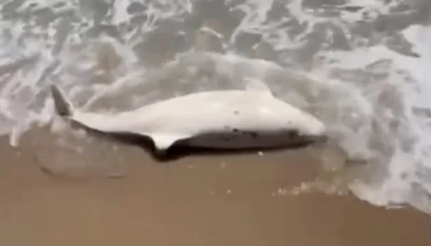 В Урзуфе на берег Азовского моря вынесло дельфина, покрытого мазутом