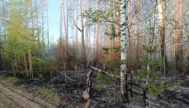 A large-scale forest fire that had been burning for over a week has been brought under control in the Chernihiv region