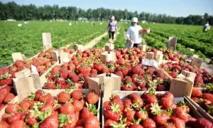 Саакашвілі буде займатися реформами, але не в уряді