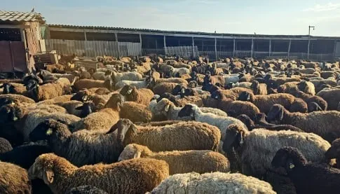 In the Odesa region, the embezzlement of 20 million hryvnias from a livestock support program was uncovered