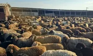 РФ планує виділити на потреби «ДНР» та «ЛНР» кілька сотень мільярдів рублів