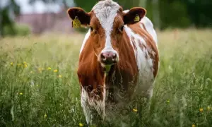 Франція та Україна готують спільне виробництво дронів для ЗСУ