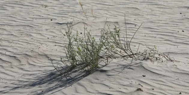 Intelligence: Russia is losing fertile land; a desert is forming in Kalmykia