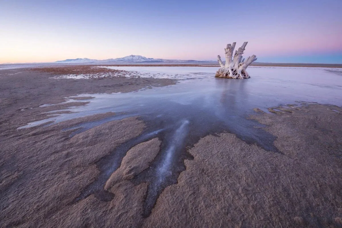 Marine worms have been discovered in the Great Salt Lake
