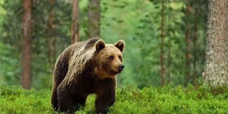 Грузія виділить понад 130 тисяч євро на підрахунок ведмедів