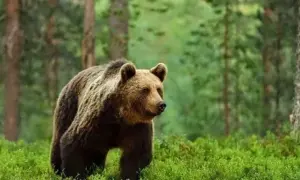 Експерти попередили про концентрацію росіян на кордоні та можливі напрямки майбутніх наступів