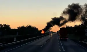 Австралія внесла коал у деяких регіонах до списку видів, що зникають. Раніше вони були лише «вразливими»