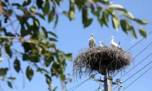 В приложение «Дія» добавили еще один цифровой документ