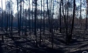 Минобороны ввело новый базовый контракт для небоевых должностей в Силах обороны