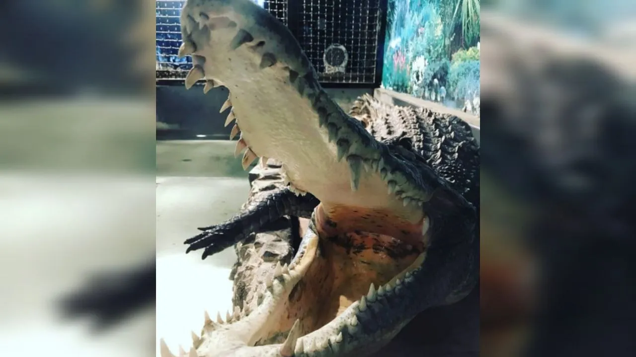 The Russian attack on Dnipro claimed the life of Gena the crocodile, who had been a symbol of the Aquarium for 25 years