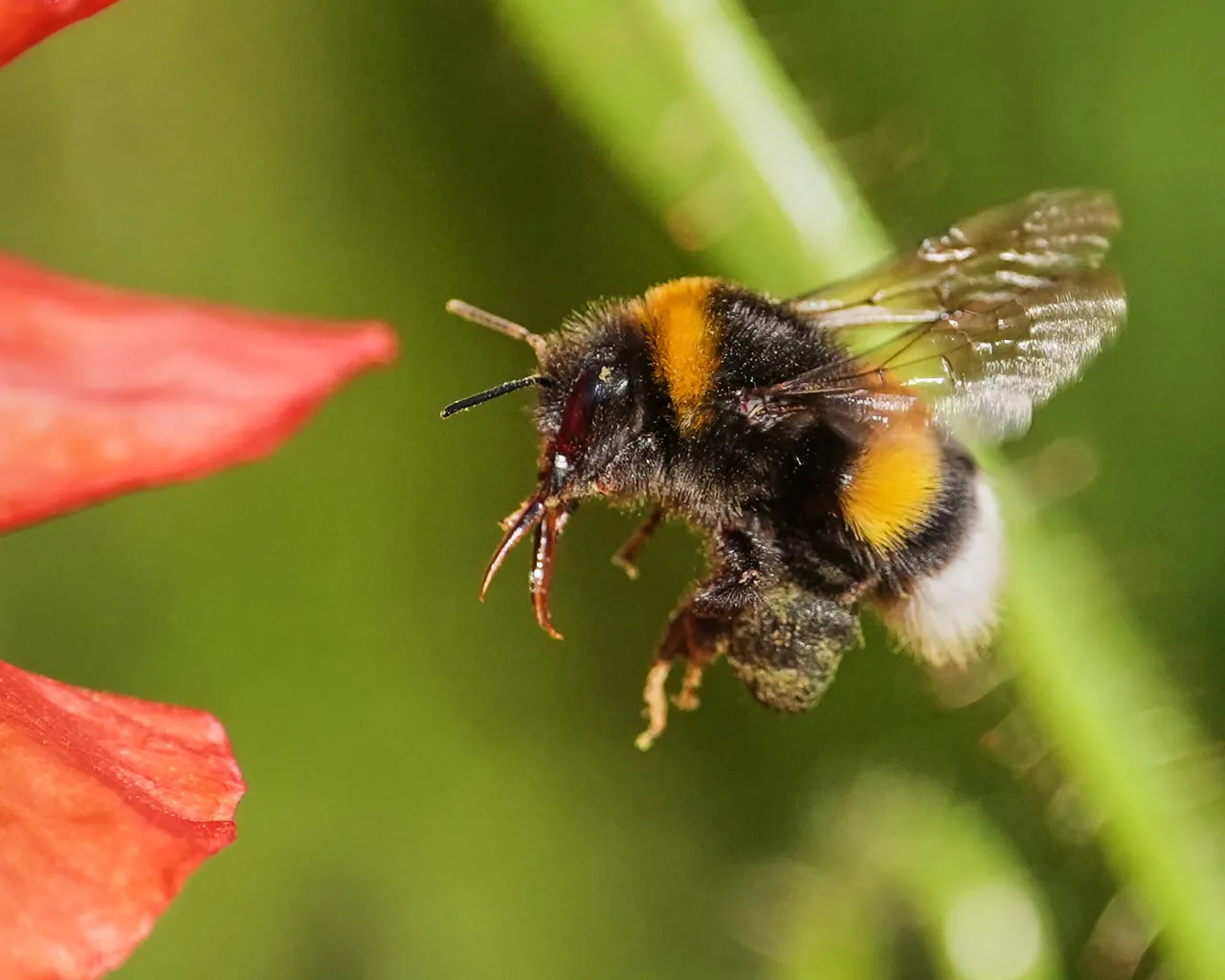 Scientists have discovered that bumblebees have an unexpected ability to use tools