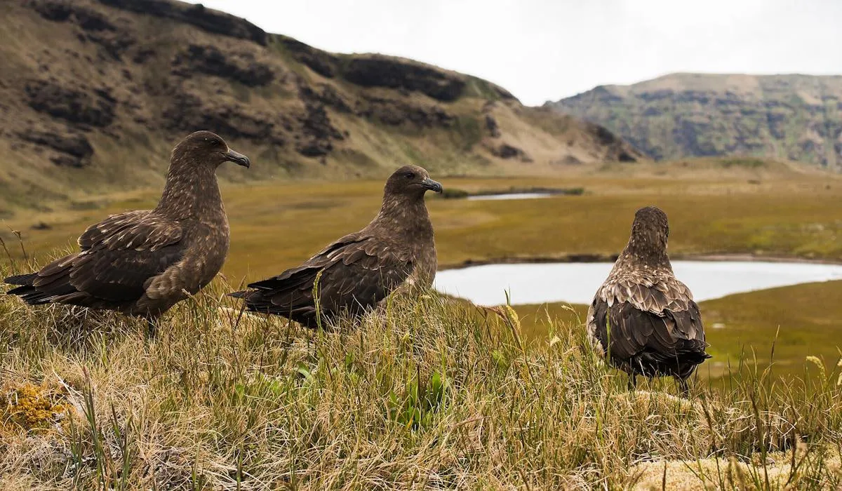 A deadly strain of bird flu has been detected in New Zealand for the first time