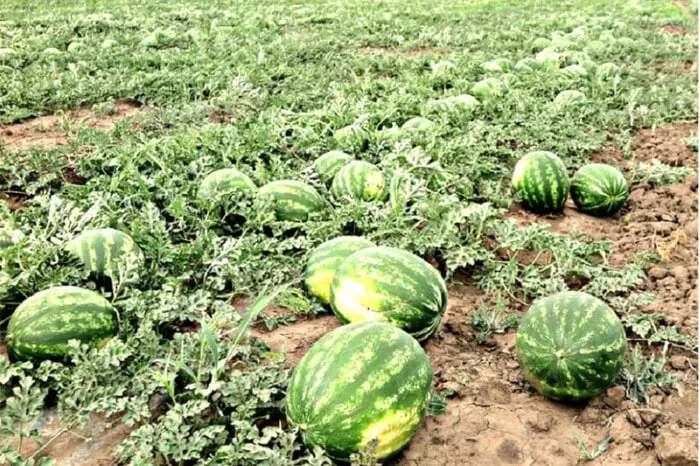 The watermelon season is kicking off in the Kherson region, and farmers have announced their expected prices