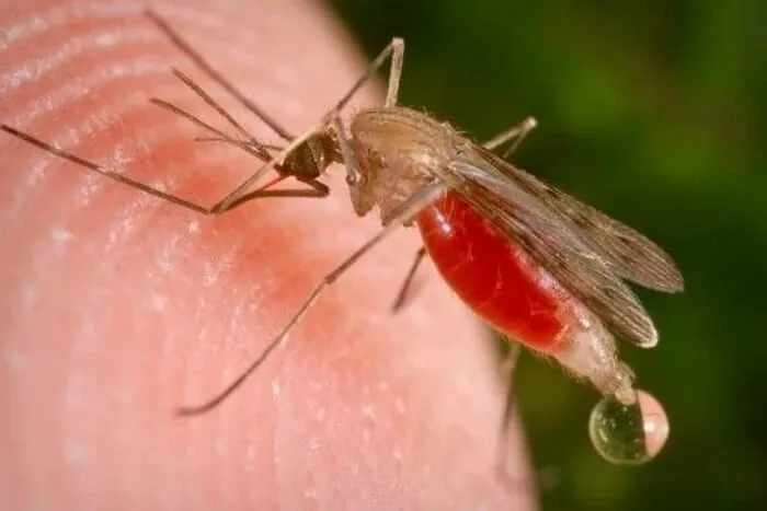 New cases of malaria have been reported in Ukraine; how to protect yourself from this dangerous disease