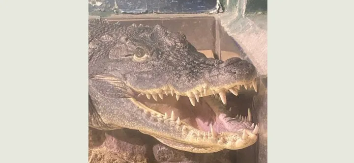 Geno the crocodile, who died in a rocket strike, will be turned into a museum exhibit
