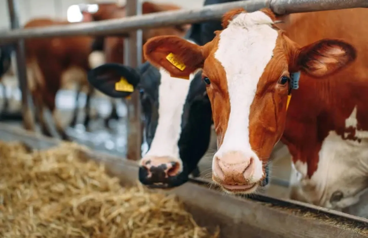 The cow population in Ukraine is declining rapidly
