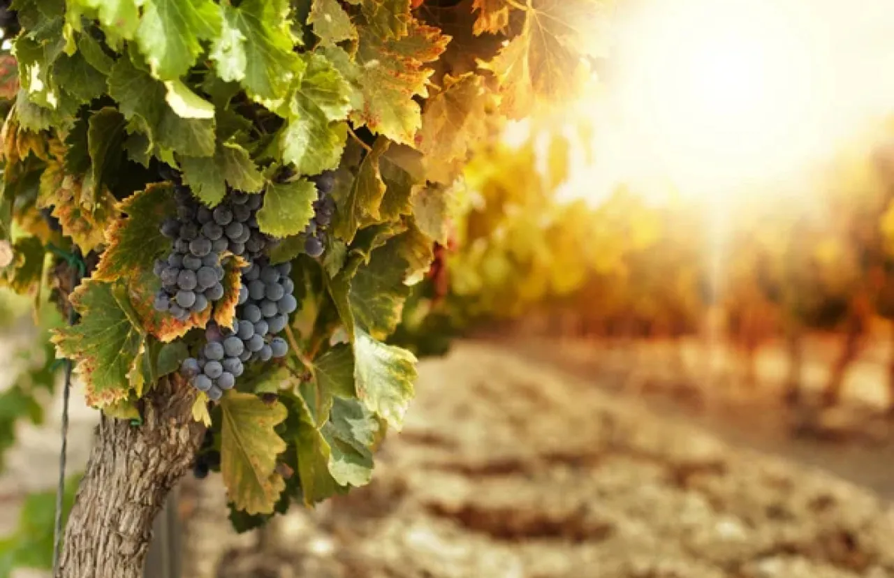 Grape processing in Ukraine has increased by a quarter