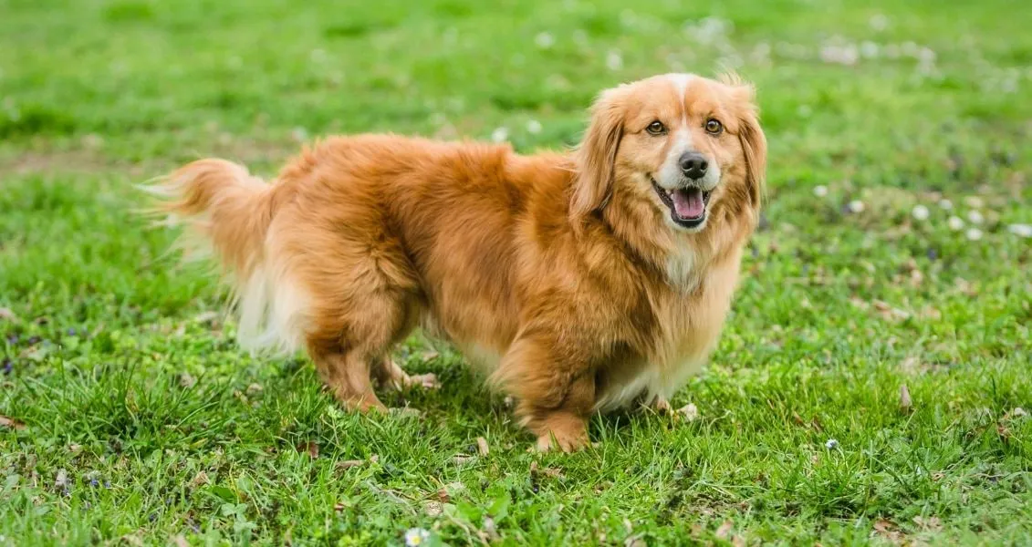 Holiday on July 31, 2026 — World Mixed-Breed Dog Day