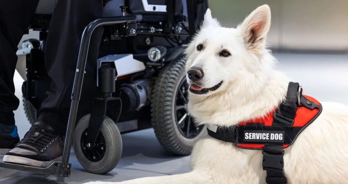 Holiday on August 4, 2026 – Assistance Dog Day